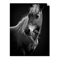 Picture of Ebony, the Horse _GroupedProduct_Rectangle_Portrait_Photography _GroupedProduct_Rectangle_Portrait_Unframed_Print_Only_