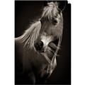 Picture of Ebony, the Horse _GroupedProduct_Rectangle_Portrait_Photography _GroupedProduct_Rectangle_Portrait_Unframed_Print_Only_