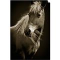 Picture of Ebony, the Horse _GroupedProduct_Rectangle_Portrait_Photography _GroupedProduct_Rectangle_Portrait_Unframed_Print_Only_