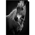 Picture of Ebony, the Horse _GroupedProduct_Rectangle_Portrait_Photography _GroupedProduct_Rectangle_Portrait_Unframed_Print_Only_