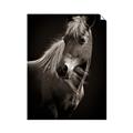 Picture of Ebony, the Horse _GroupedProduct_Rectangle_Portrait_Photography _GroupedProduct_Rectangle_Portrait_Unframed_Print_Only_