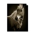Picture of Ebony, the Horse _GroupedProduct_Rectangle_Portrait_Photography _GroupedProduct_Rectangle_Portrait_Unframed_Print_Only_