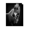 Picture of Ebony, the Horse _GroupedProduct_Rectangle_Portrait_Photography _GroupedProduct_Rectangle_Portrait_Unframed_Print_Only_