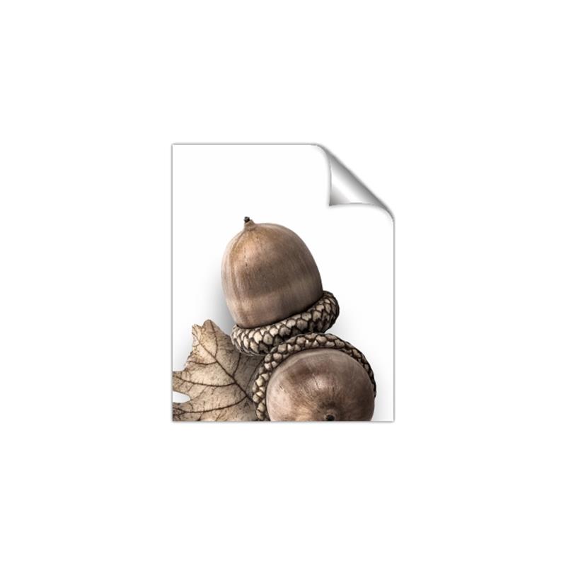 Picture of Fallen Acorns _GroupedProduct_Rectangle_Portrait_Photography _GroupedProduct_Rectangle_Portrait_Unframed_Print_Only_