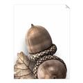 Picture of Fallen Acorns _GroupedProduct_Rectangle_Portrait_Photography _GroupedProduct_Rectangle_Portrait_Unframed_Print_Only_