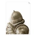 Picture of Fallen Acorns _GroupedProduct_Rectangle_Portrait_Photography _GroupedProduct_Rectangle_Portrait_Unframed_Print_Only_