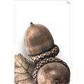 Picture of Fallen Acorns _GroupedProduct_Rectangle_Portrait_Photography _GroupedProduct_Rectangle_Portrait_Unframed_Print_Only_