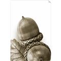 Picture of Fallen Acorns _GroupedProduct_Rectangle_Portrait_Photography _GroupedProduct_Rectangle_Portrait_Unframed_Print_Only_