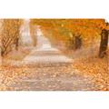 Picture of Falling Leaves  _GroupedProduct_Rectangle_Landscape_Photography _GroupedProduct_Rectangle_Landscape_Unframed_Print_Only_
