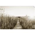 Picture of Field of Dreams   _GroupedProduct_Rectangle_Landscape_Photography _GroupedProduct_Rectangle_Landscape_Unframed_Print_Only_