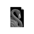Picture of Flamingo Flame _GroupedProduct_Rectangle_Portrait_Photography _GroupedProduct_Rectangle_Portrait_Unframed_Print_Only_