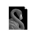 Picture of Flamingo Flame _GroupedProduct_Rectangle_Portrait_Photography _GroupedProduct_Rectangle_Portrait_Unframed_Print_Only_