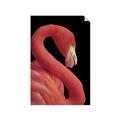 Picture of Flamingo Flame _GroupedProduct_Rectangle_Portrait_Photography _GroupedProduct_Rectangle_Portrait_Unframed_Print_Only_