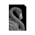 Picture of Flamingo Flame _GroupedProduct_Rectangle_Portrait_Photography _GroupedProduct_Rectangle_Portrait_Unframed_Print_Only_