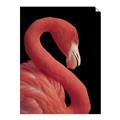 Picture of Flamingo Flame _GroupedProduct_Rectangle_Portrait_Photography _GroupedProduct_Rectangle_Portrait_Unframed_Print_Only_