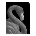 Picture of Flamingo Flame _GroupedProduct_Rectangle_Portrait_Photography _GroupedProduct_Rectangle_Portrait_Unframed_Print_Only_