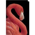 Picture of Flamingo Flame _GroupedProduct_Rectangle_Portrait_Photography _GroupedProduct_Rectangle_Portrait_Unframed_Print_Only_