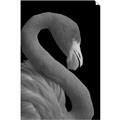Picture of Flamingo Flame _GroupedProduct_Rectangle_Portrait_Photography _GroupedProduct_Rectangle_Portrait_Unframed_Print_Only_