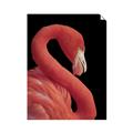 Picture of Flamingo Flame _GroupedProduct_Rectangle_Portrait_Photography _GroupedProduct_Rectangle_Portrait_Unframed_Print_Only_