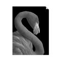 Picture of Flamingo Flame _GroupedProduct_Rectangle_Portrait_Photography _GroupedProduct_Rectangle_Portrait_Unframed_Print_Only_