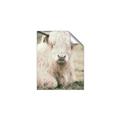 Picture of Furry Cow _GroupedProduct_Rectangle_Portrait_Photography _GroupedProduct_Rectangle_Portrait_Unframed_Print_Only_