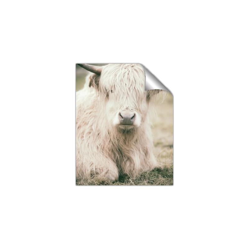 Picture of Furry Cow _GroupedProduct_Rectangle_Portrait_Photography _GroupedProduct_Rectangle_Portrait_Unframed_Print_Only_