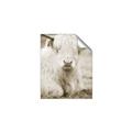 Picture of Furry Cow _GroupedProduct_Rectangle_Portrait_Photography _GroupedProduct_Rectangle_Portrait_Unframed_Print_Only_