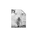 Picture of Furry Cow _GroupedProduct_Rectangle_Portrait_Photography _GroupedProduct_Rectangle_Portrait_Unframed_Print_Only_