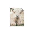 Picture of Furry Cow _GroupedProduct_Rectangle_Portrait_Photography _GroupedProduct_Rectangle_Portrait_Unframed_Print_Only_