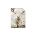 Picture of Furry Cow _GroupedProduct_Rectangle_Portrait_Photography _GroupedProduct_Rectangle_Portrait_Unframed_Print_Only_