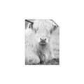 Picture of Furry Cow _GroupedProduct_Rectangle_Portrait_Photography _GroupedProduct_Rectangle_Portrait_Unframed_Print_Only_