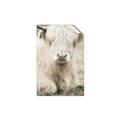 Picture of Furry Cow _GroupedProduct_Rectangle_Portrait_Photography _GroupedProduct_Rectangle_Portrait_Unframed_Print_Only_