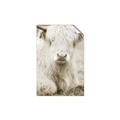 Picture of Furry Cow _GroupedProduct_Rectangle_Portrait_Photography _GroupedProduct_Rectangle_Portrait_Unframed_Print_Only_