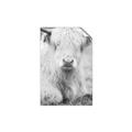 Picture of Furry Cow _GroupedProduct_Rectangle_Portrait_Photography _GroupedProduct_Rectangle_Portrait_Unframed_Print_Only_