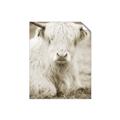 Picture of Furry Cow _GroupedProduct_Rectangle_Portrait_Photography _GroupedProduct_Rectangle_Portrait_Unframed_Print_Only_