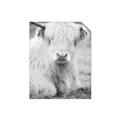 Picture of Furry Cow _GroupedProduct_Rectangle_Portrait_Photography _GroupedProduct_Rectangle_Portrait_Unframed_Print_Only_