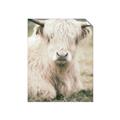 Picture of Furry Cow _GroupedProduct_Rectangle_Portrait_Photography _GroupedProduct_Rectangle_Portrait_Unframed_Print_Only_