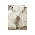 Picture of Furry Cow _GroupedProduct_Rectangle_Portrait_Photography _GroupedProduct_Rectangle_Portrait_Unframed_Print_Only_