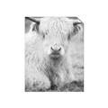 Picture of Furry Cow _GroupedProduct_Rectangle_Portrait_Photography _GroupedProduct_Rectangle_Portrait_Unframed_Print_Only_