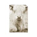 Picture of Furry Cow _GroupedProduct_Rectangle_Portrait_Photography _GroupedProduct_Rectangle_Portrait_Unframed_Print_Only_