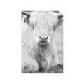 Picture of Furry Cow _GroupedProduct_Rectangle_Portrait_Photography _GroupedProduct_Rectangle_Portrait_Unframed_Print_Only_