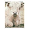 Picture of Furry Cow _GroupedProduct_Rectangle_Portrait_Photography _GroupedProduct_Rectangle_Portrait_Unframed_Print_Only_