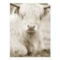 Picture of Furry Cow _GroupedProduct_Rectangle_Portrait_Photography _GroupedProduct_Rectangle_Portrait_Unframed_Print_Only_