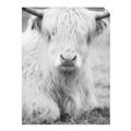 Picture of Furry Cow _GroupedProduct_Rectangle_Portrait_Photography _GroupedProduct_Rectangle_Portrait_Unframed_Print_Only_
