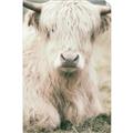 Picture of Furry Cow _GroupedProduct_Rectangle_Portrait_Photography _GroupedProduct_Rectangle_Portrait_Unframed_Print_Only_