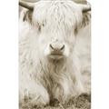 Picture of Furry Cow _GroupedProduct_Rectangle_Portrait_Photography _GroupedProduct_Rectangle_Portrait_Unframed_Print_Only_