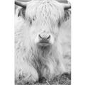 Picture of Furry Cow _GroupedProduct_Rectangle_Portrait_Photography _GroupedProduct_Rectangle_Portrait_Unframed_Print_Only_