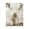 Picture of Furry Cow _GroupedProduct_Rectangle_Portrait_Photography _GroupedProduct_Rectangle_Portrait_Unframed_Print_Only_