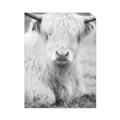 Picture of Furry Cow _GroupedProduct_Rectangle_Portrait_Photography _GroupedProduct_Rectangle_Portrait_Unframed_Print_Only_