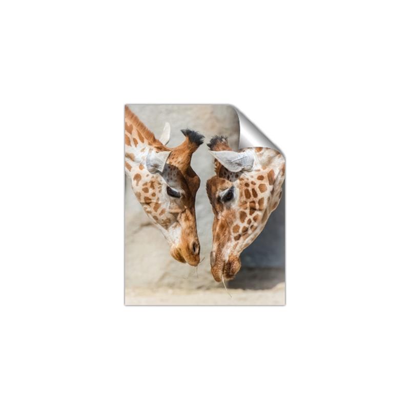 Picture of Giraffe Pals  _GroupedProduct_Rectangle_Portrait_Photography _GroupedProduct_Rectangle_Portrait_Unframed_Print_Only_